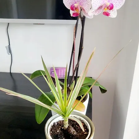 Velvetamsterdam Pansiyon Amsterdam